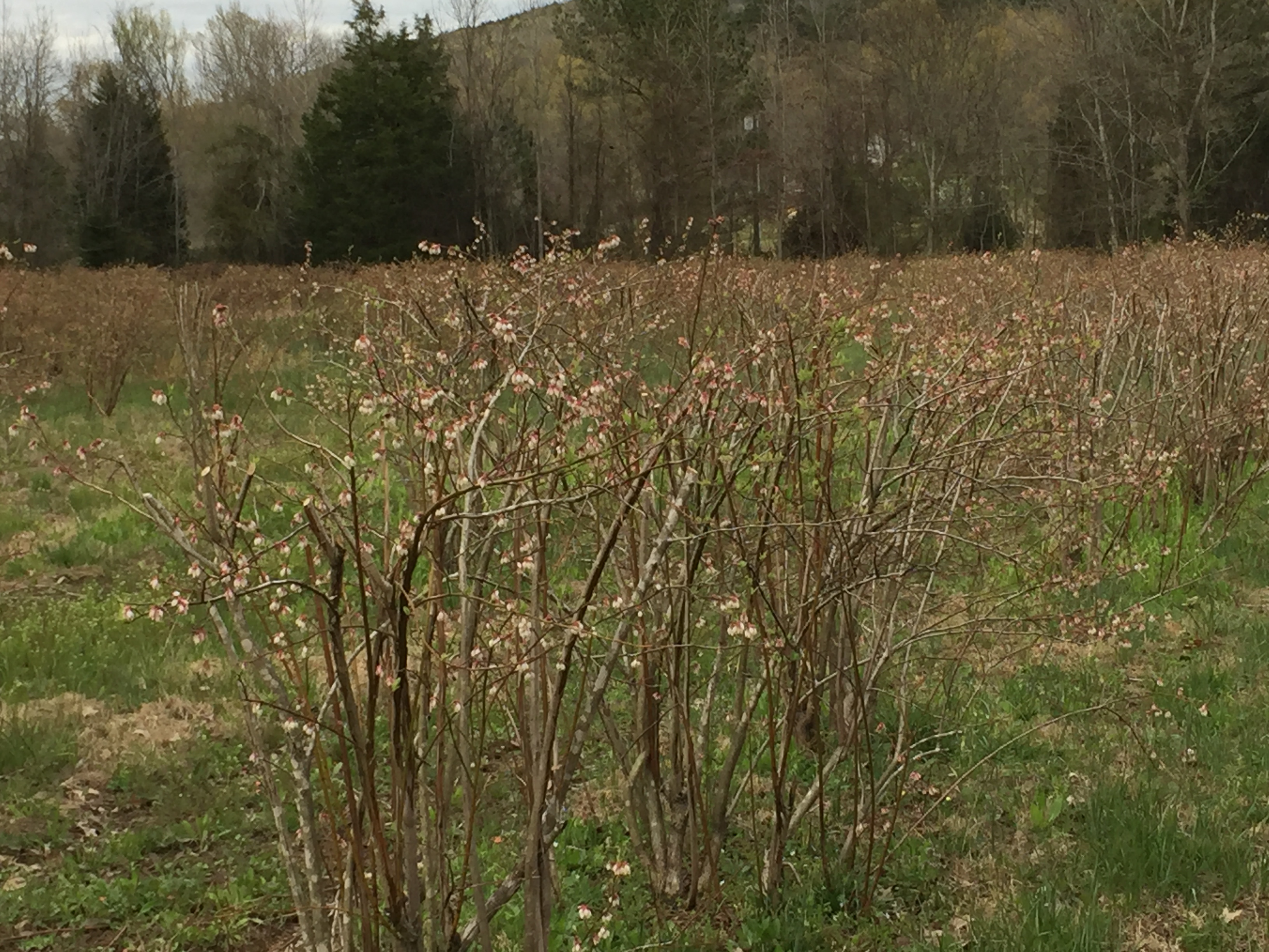 Blueberry Rows in Bloom
